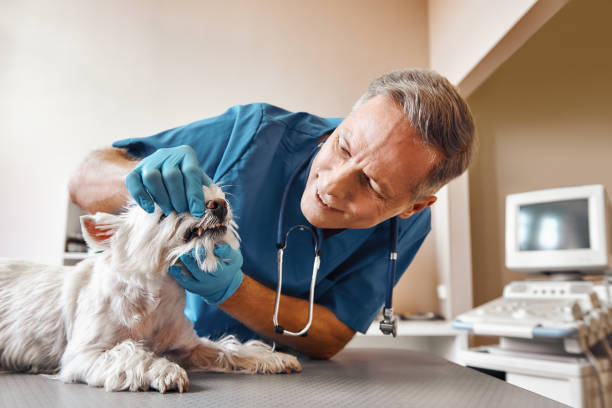 Best After-Hours Emergency Dentist in Edgerton, WI